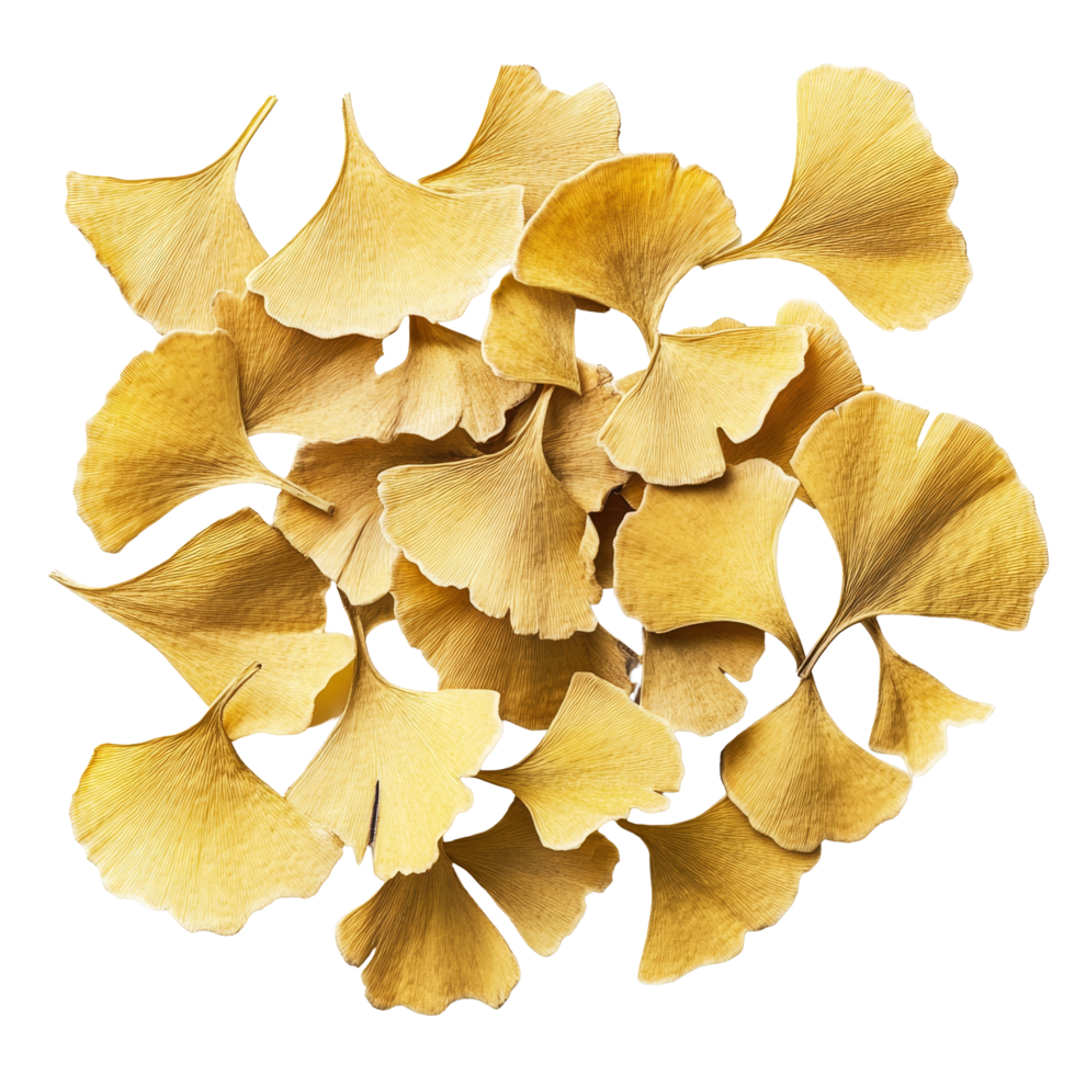 Ginkgo seeds scattered on a transparent background highlighting their unique shapes and textures, Ginkgo seeds on transparent background png