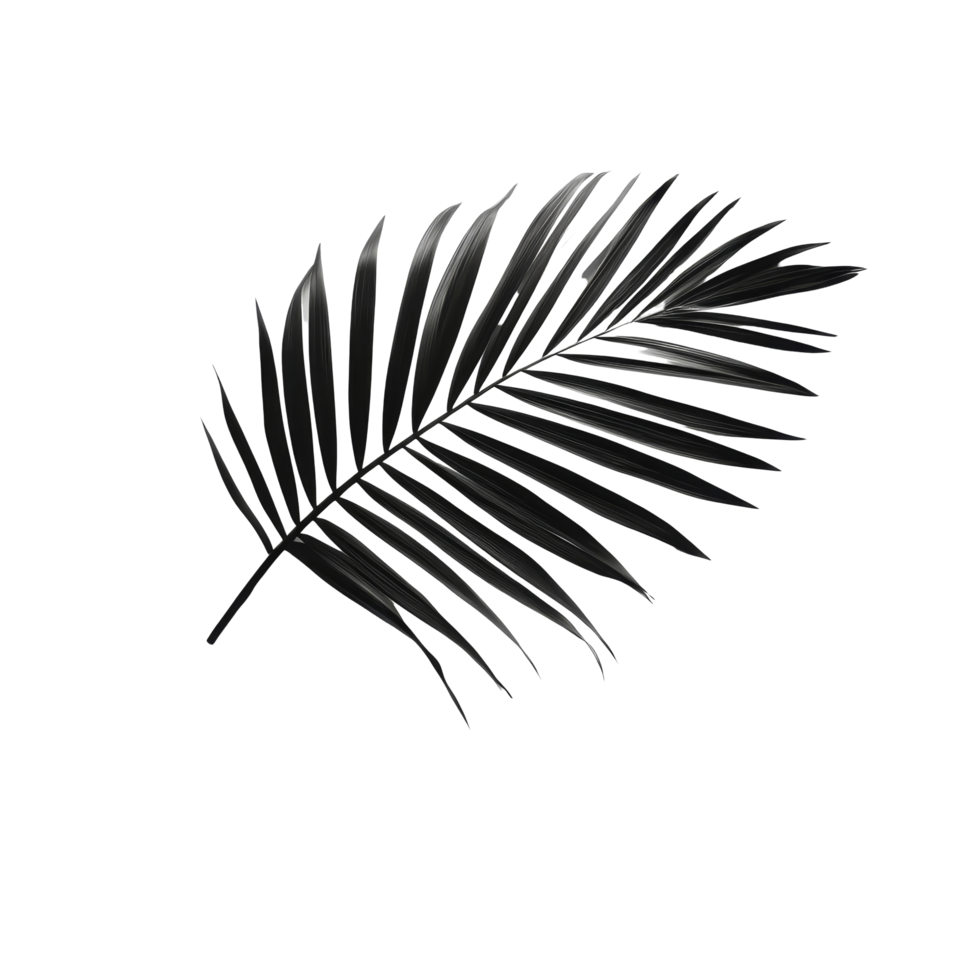 A blurred black tropical palm leaf casting shadows on a light transparent background, blurred black tropical palm leaf with shadow on transparent backgroundfile png