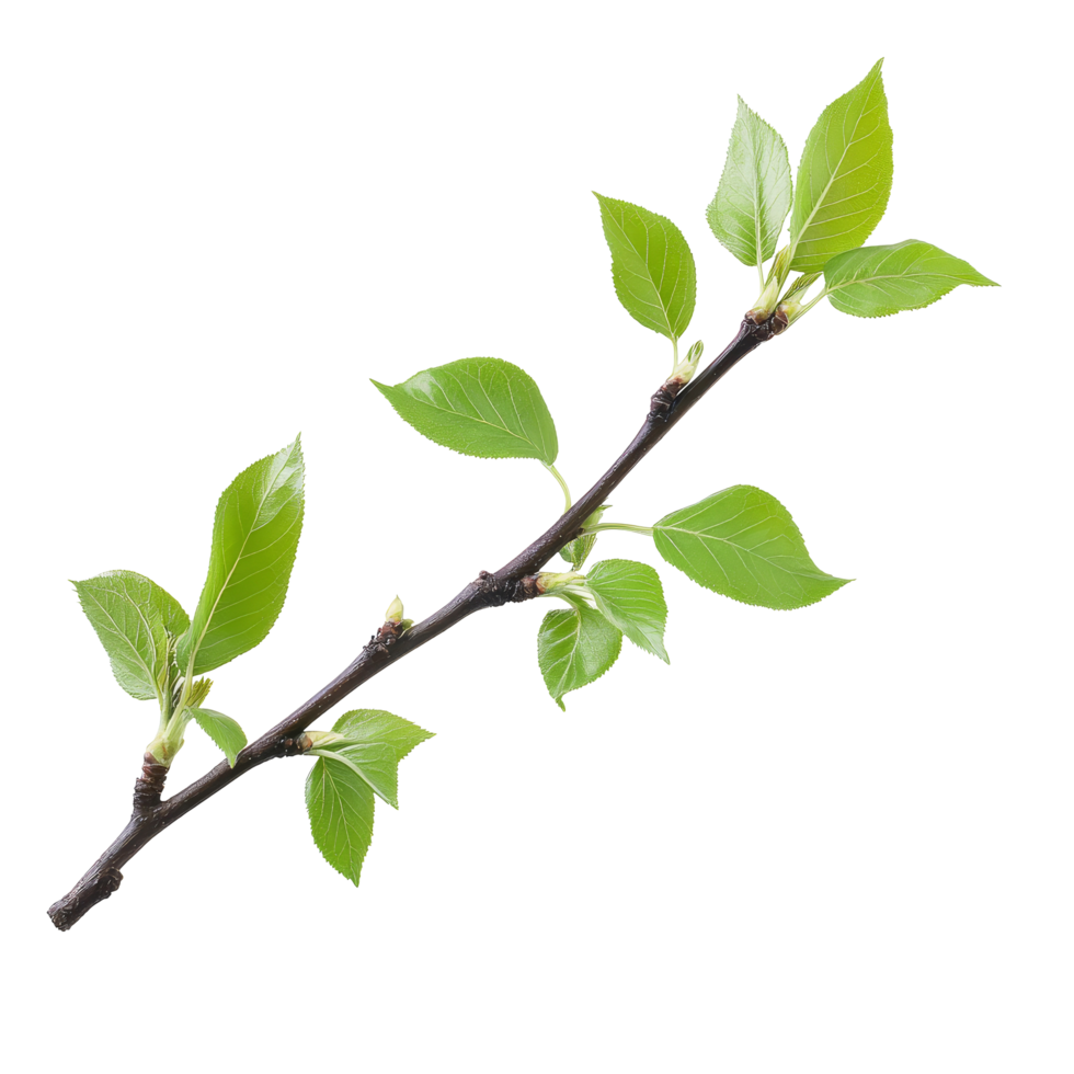Spring twig with fresh green leaves isolated on a transparent background showcasing seasonal renewal, spring twig with green leaves isolated on transparent background png