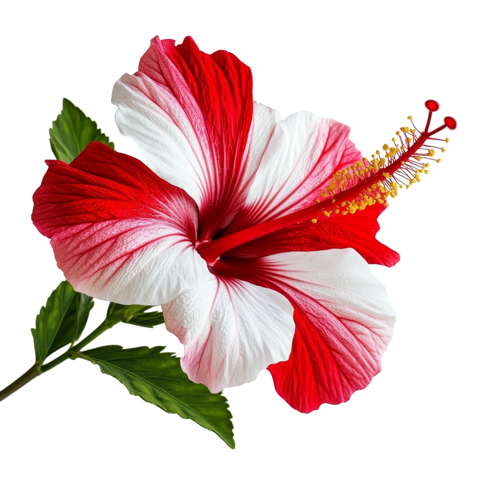 Beautiful red and transparent hibiscus flower isolated against a clean transparent background for natural elegance, red and transparent hibiscus flower isolated on transparent background png