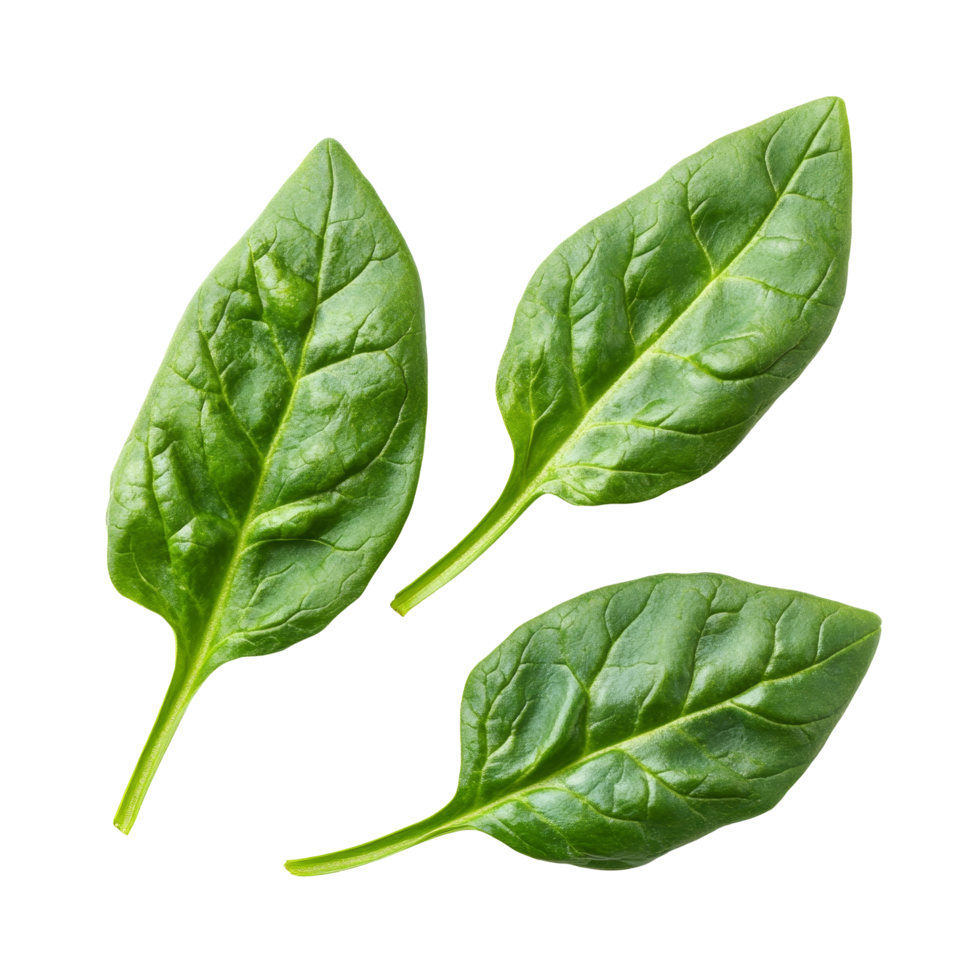 Fresh spinach leaves isolated on a clean transparent background ready for culinary use or nutritional purposes, Spinach leaves isolated on transparent background png