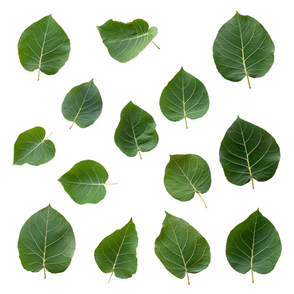 Top view of isolated bodhi leaves arranged on a transparent background showcasing their natural shape and texture, top view bodhi leaves isolated abovetransparent backgroundfile png