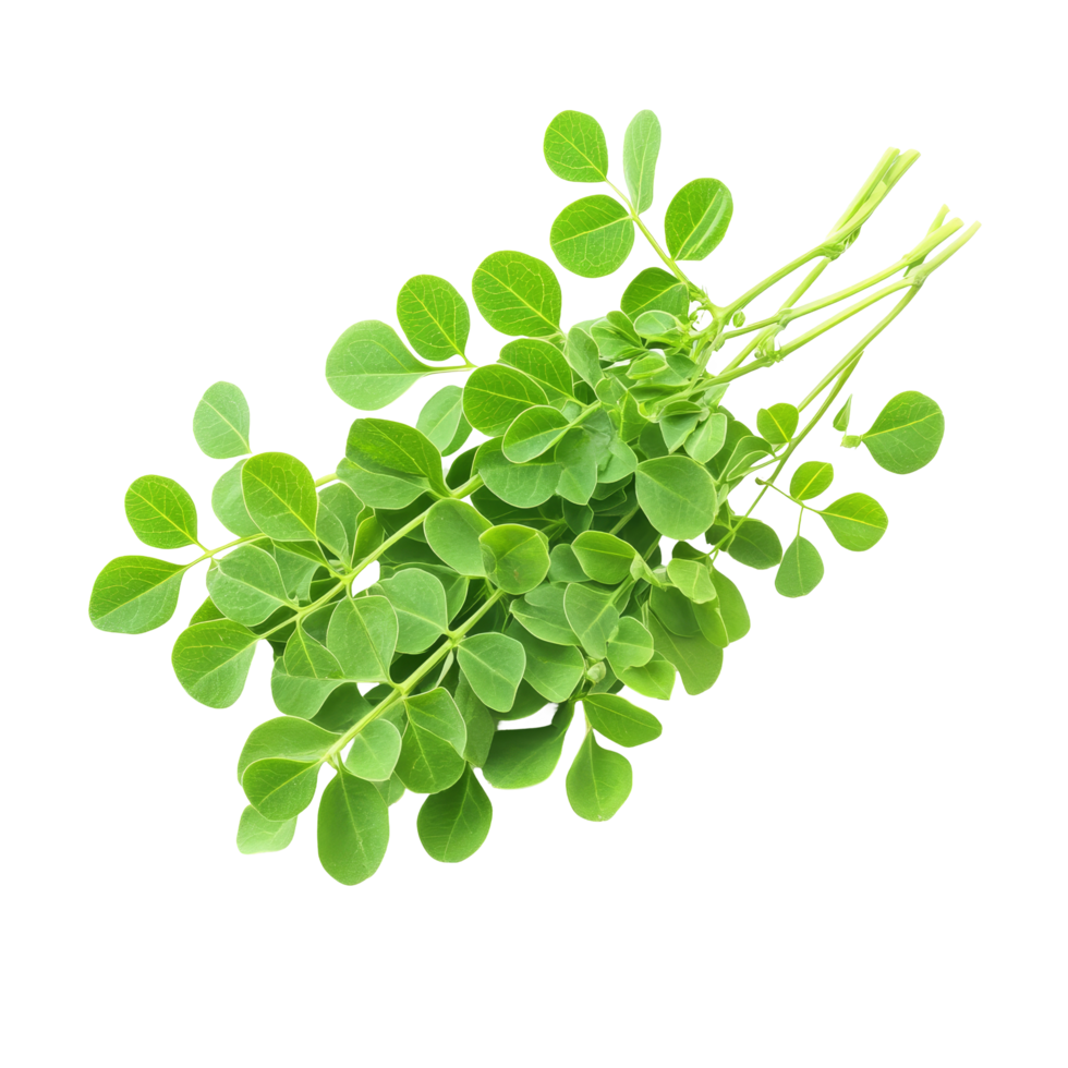 Fresh moringa leaves and isolate displayed on a clean transparent background for health and nutrition purposes, Moringa isolated on transparent background png