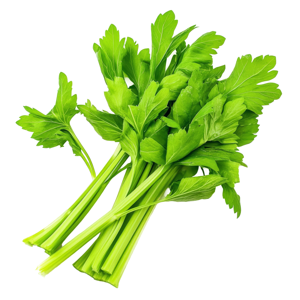 Fresh celery leaves isolated on a clean transparent background showcasing their vibrant green color and crisp texture, Celery leaves isolated on transparent background png