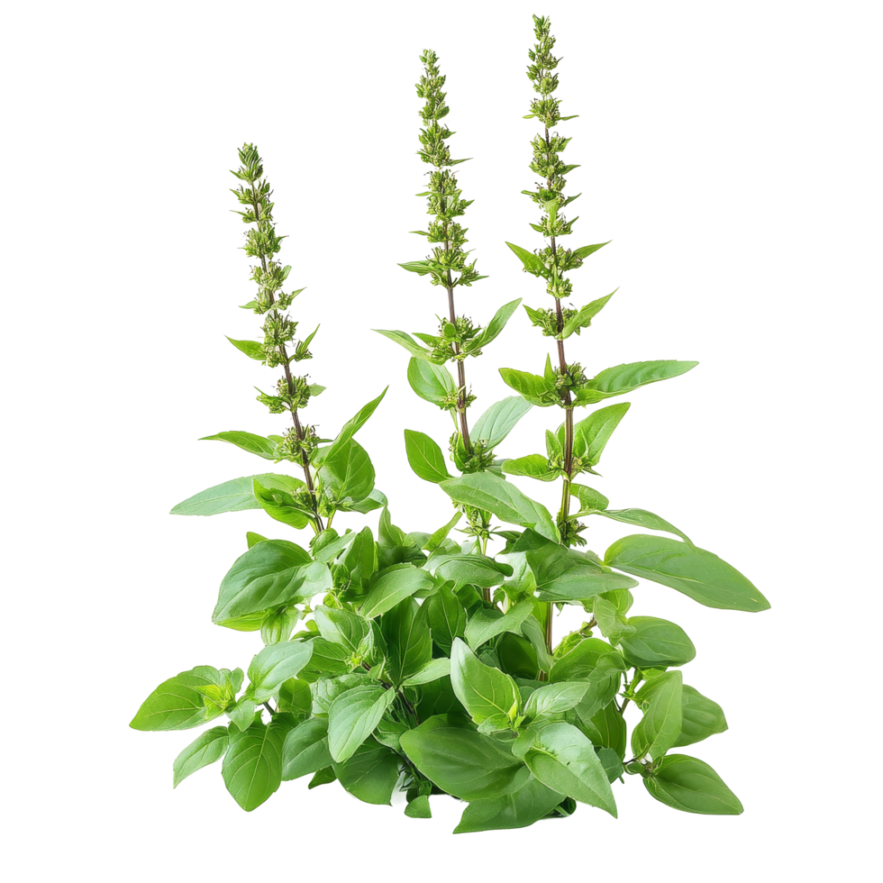 Holy Basil Ocimum sanctum plant with flowers displayed against a transparent background, Holy Basil Ocimum sanctum isolate on transparent background png