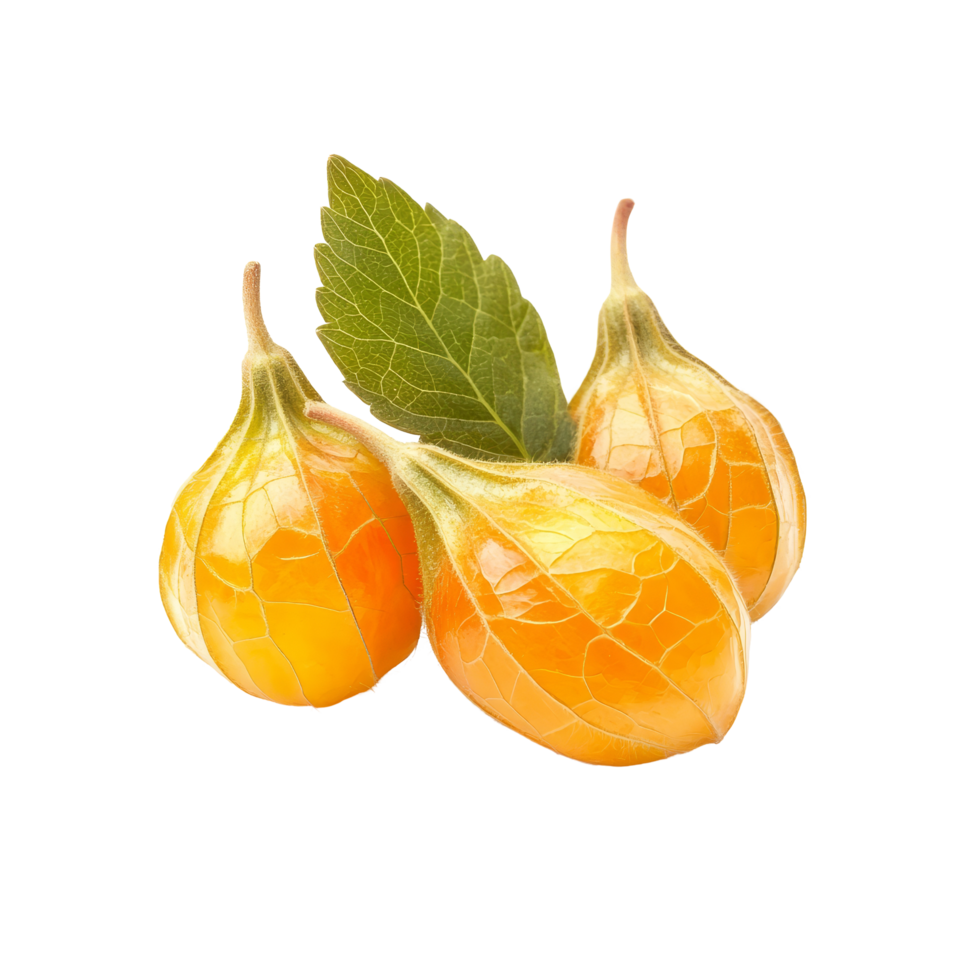 Fresh cape gooseberries with bright golden husks on a clean transparent background, Fresh physalis cape gooseberry isolated on transparent background png