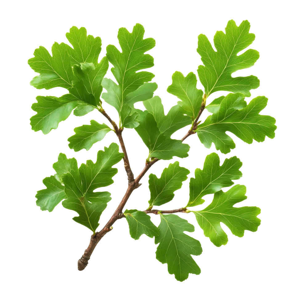Green oak branch with vibrant leaves isolated against a clean transparent background for nature and botanical studies, green oak branch with leaves, file of isolated object on transparent background png