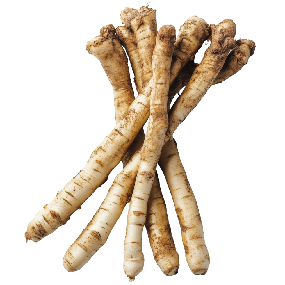 Discovering the unique qualities of Kaempfer finger root Krachai from Thailand during a kitchen preparation session, Kaempfer finger root Krachai Thai herbisolated on transparent background png