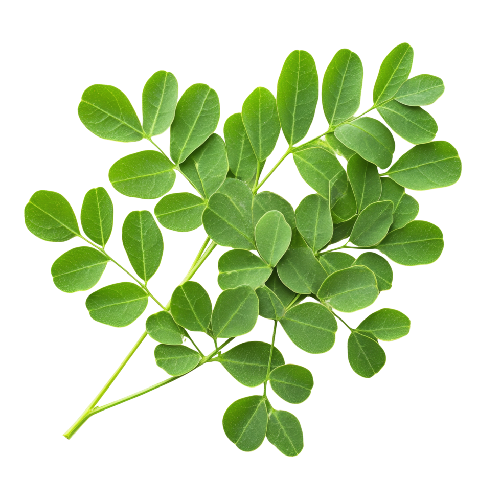 Fresh moringa leaves isolated on a clean transparent background showcasing their vibrant green color and unique shape, Moringa isolated on transparent background png