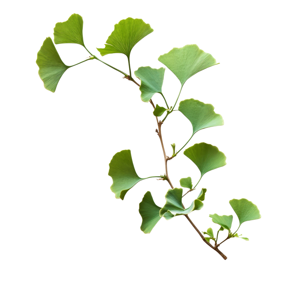 A Ginkgo biloba plant branch with distinctive fanshaped leaves on a pristine transparent background, Ginkgo biloba plant branch on a transparent background png