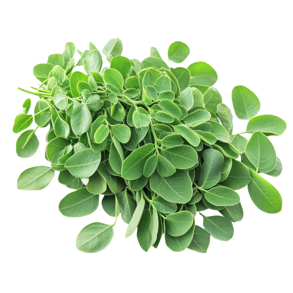 Moringa leaves with medicinal properties displayed on a transparent background ready for health applications, Moringa leaves have medicinal properties on transparent background png