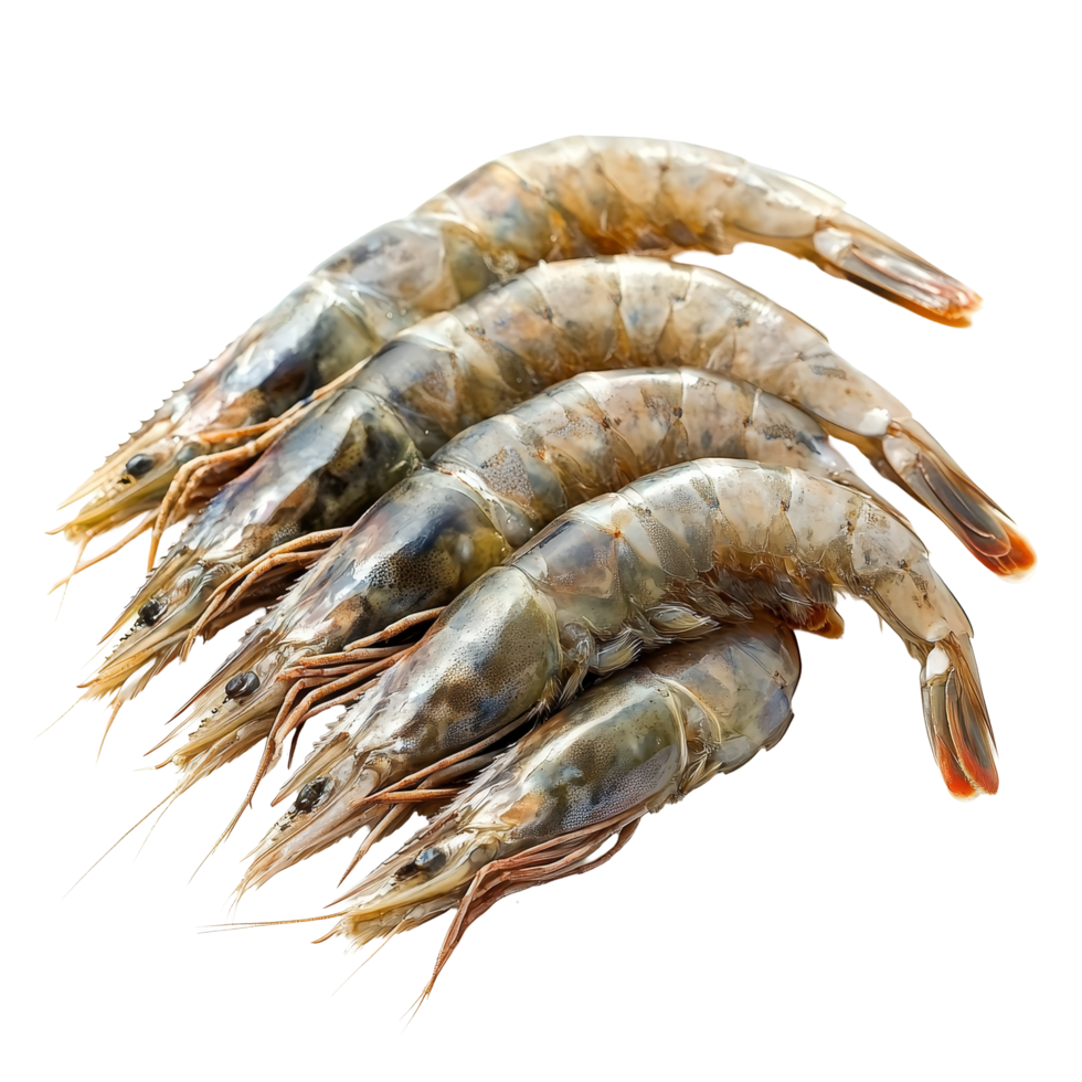 Fresh shrimp ready for preparation on a transparent background, showcasing their delicate texture and quality, Fresh shrimp on a transparent background png