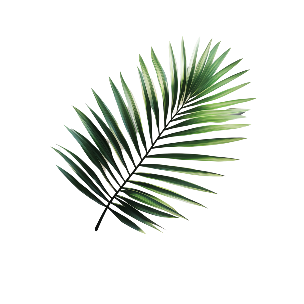 Green palm leaf casting shadows on a transparent surface creates a calming tropical aesthetic, green tropical branch palm leaf with shadow on transparent backgroundfile png