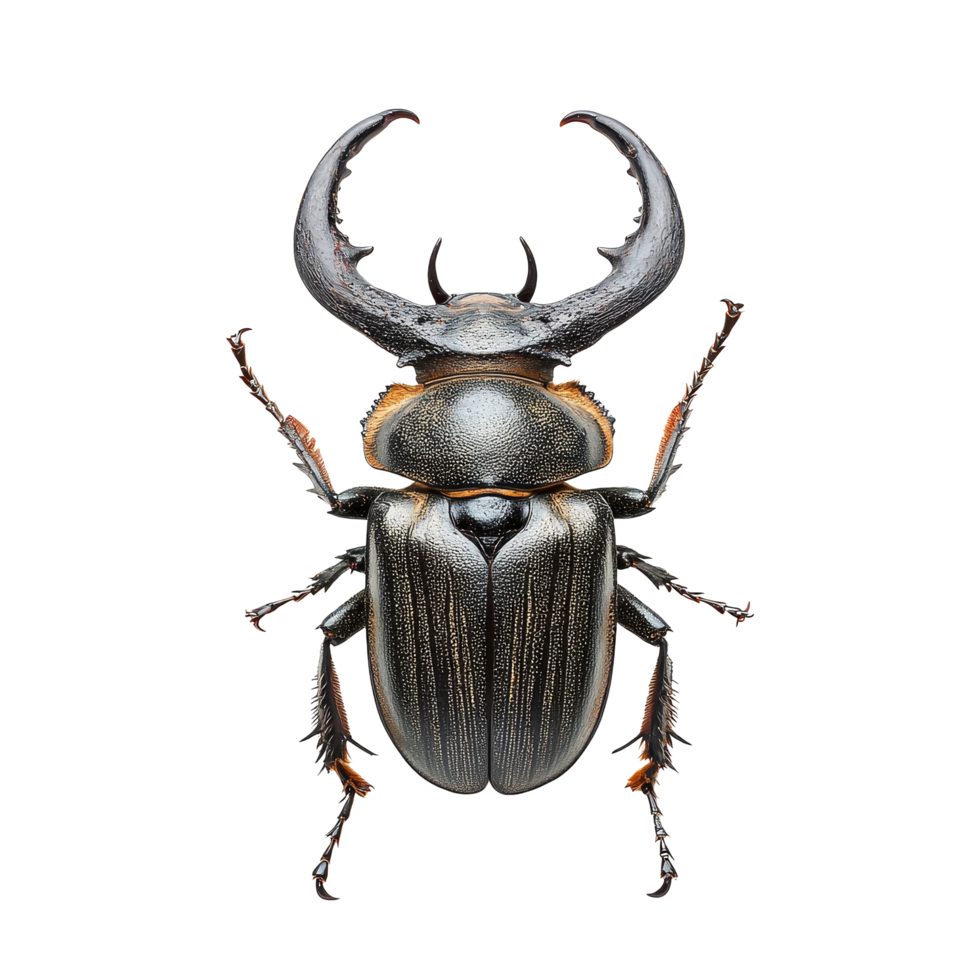 A large horned beetle displayed atop a transparent background, showcasing its unique features, Big horned beetle on transparent background png