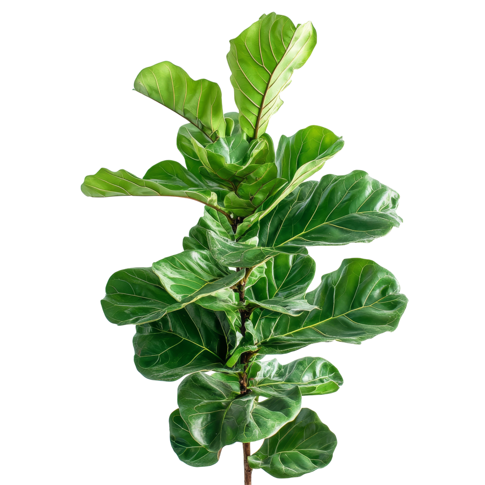 Elegant fiddle leaf fig plant standing tall against a clean transparent background for a simple, Nature fiddle leaf fig plants isolated on transparent background. Fiddle leaf fig houseplants png