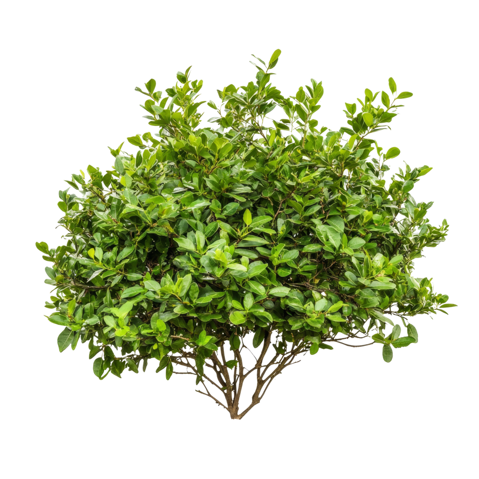 Lush green bush with dense foliage and prominent structure on a clean transparent background, bush on transparent background cutouts png