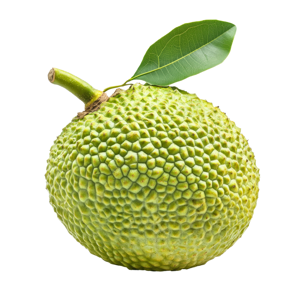 Fresh breadfruit isolated on a transparent background showcasing its unique textured surface and green hue, Breadfruit isolated on transparent background png