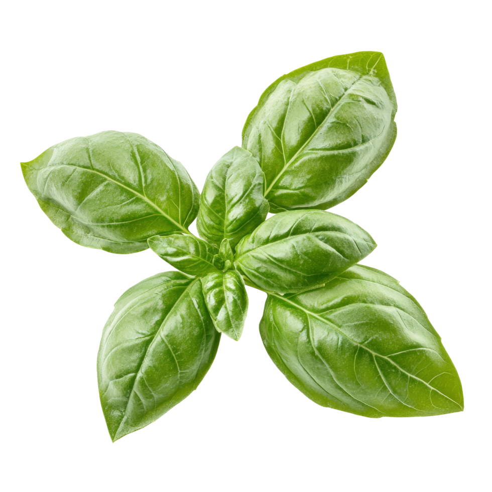 Fresh green basil herb leaves arranged beautifully on a transparent background for culinary and medicinal use, green basil herb leaves photo isolated on transparent background cutout png