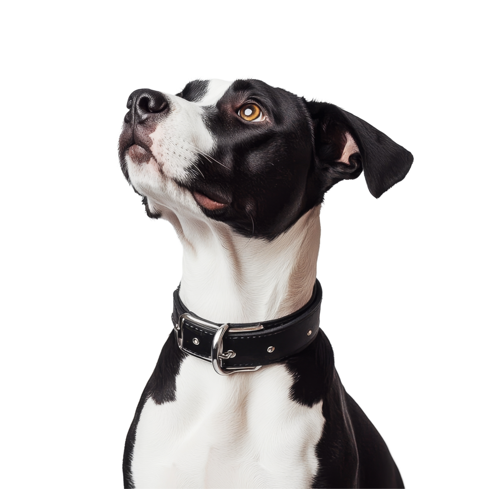 Stylish black and transparent dog wearing a collar in a bright setting against a clean transparent background, Dog collar transparent background png