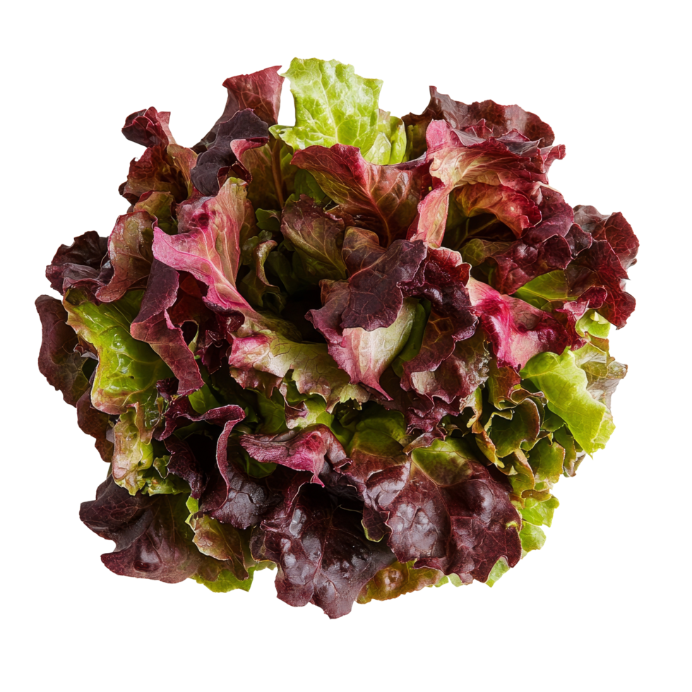 Fresh red oak lettuce on a clean transparent background showcasing its vibrant colors and delicate texture in natural light, Red oak lettuce on transparent background png