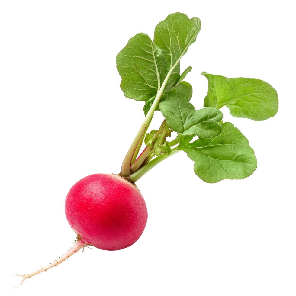 Fresh radish with vibrant greens on a clean transparent background, showcasing its natural beauty and freshness, Fresh radish isolated on transparent background png