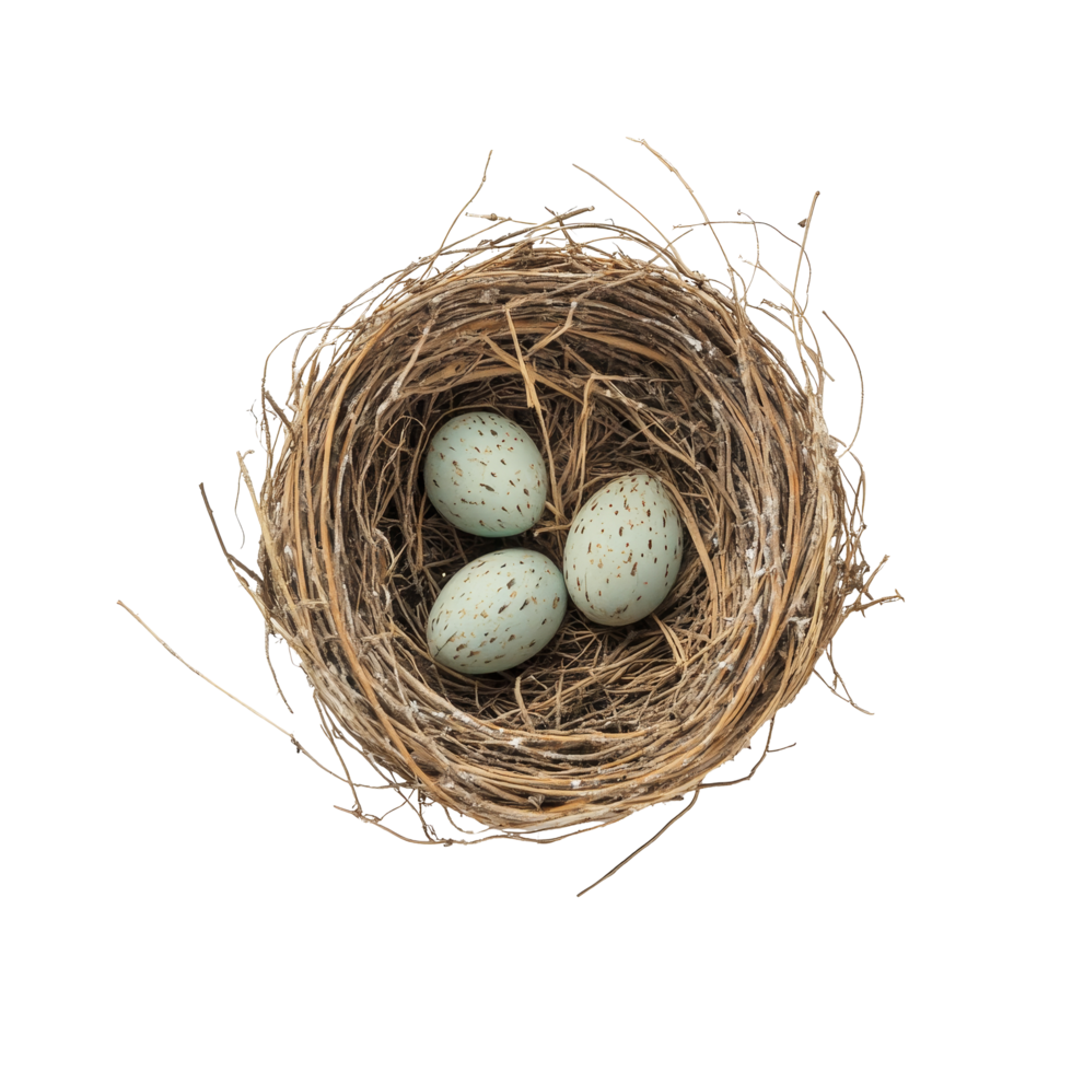 A birds nest featuring three speckled eggs on a transparent background by transparent, Birds nest on a transparent background png