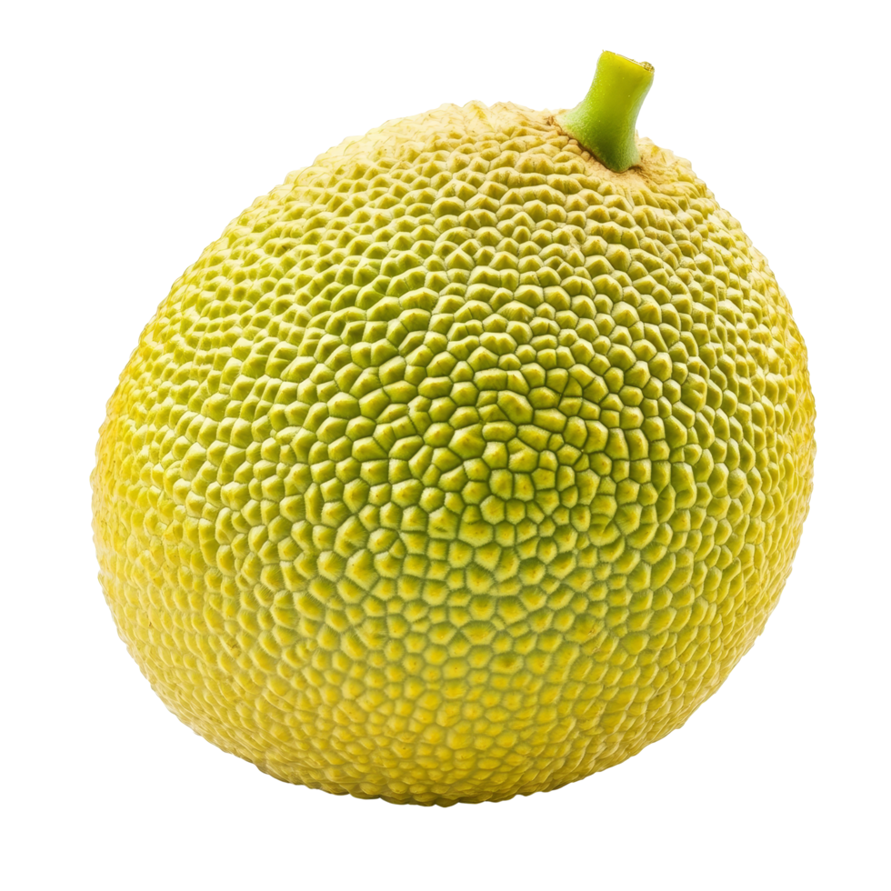 Fresh breadfruit isolated on transparent background showcasing its unique texture and color, Breadfruit isolated on transparent background png