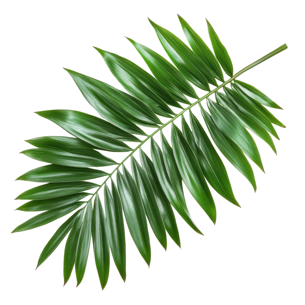 Vibrant green palm tree leaf isolated on a bright transparent background showcasing natural beauty and tropical appeal, Green leaf of palm tree on transparent backgroundfile png