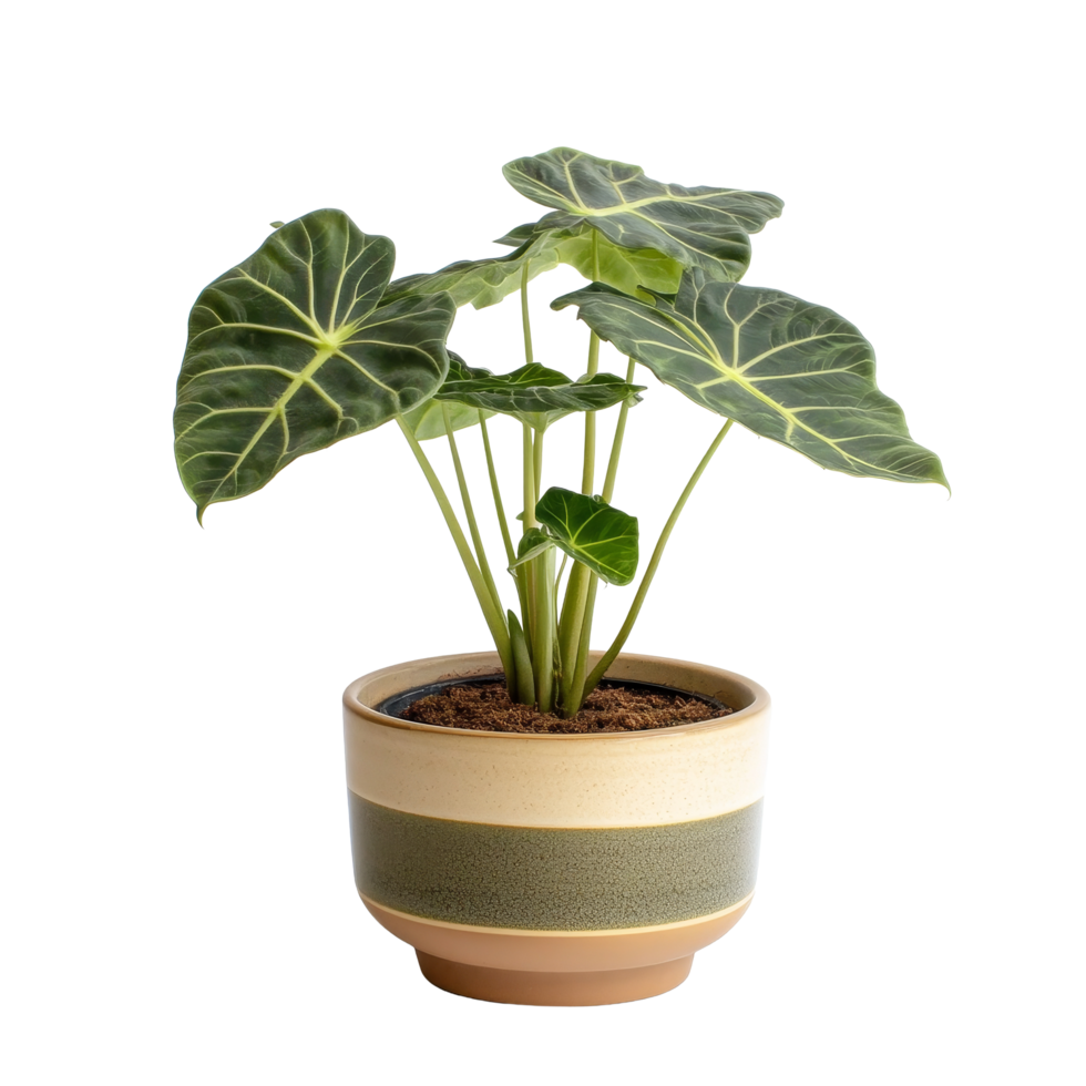 Alocasia plant elegantly displayed in a ceramic pot against a soft transparent background, Alocasia plant displayed in ceramic potisolated on solid transparent background png