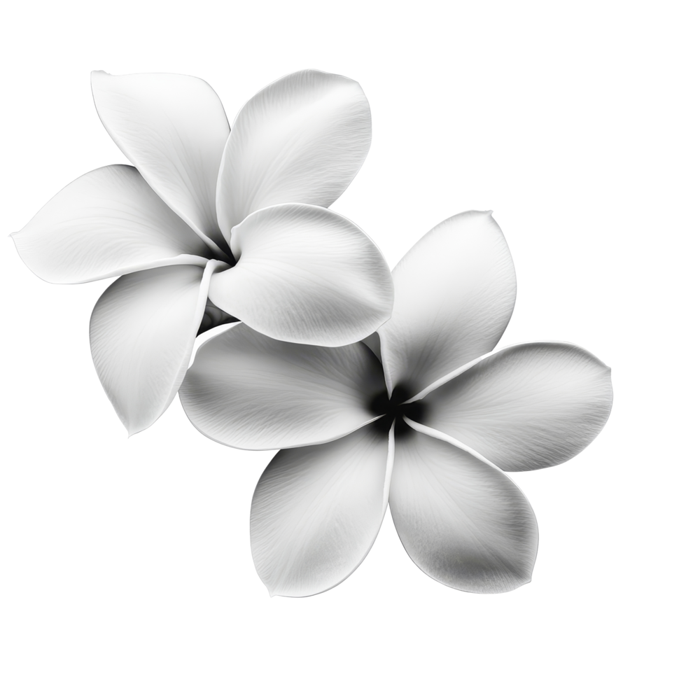Delicate black and transparent frangipani flowers nestled on a transparent background for serene elegance, black and transparent frangipani flower isolated on transparent background png