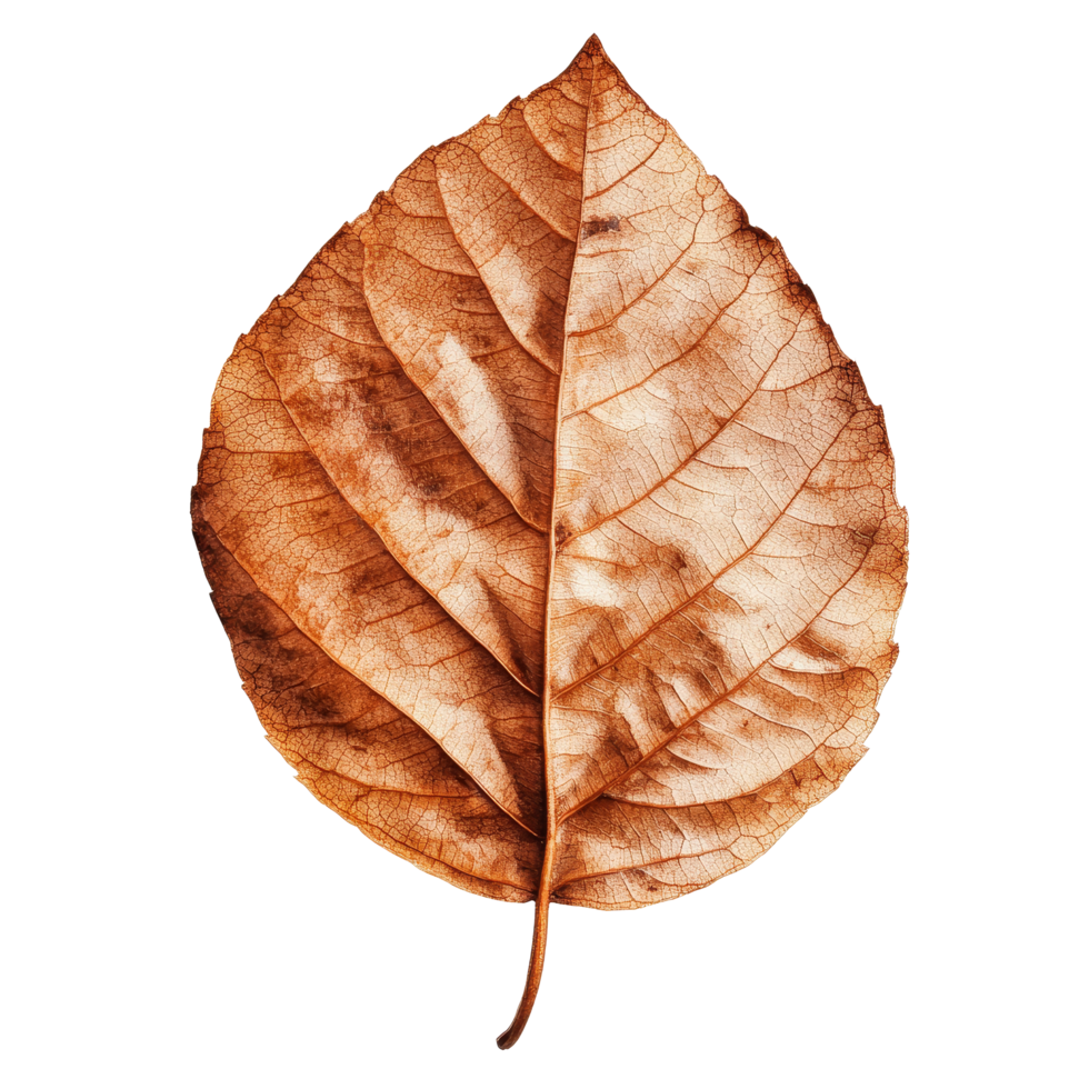 A single brown natural dry leaf isolated on a clean transparent background showcasing intricate patterns and textures, single brown natural dry leaf isolated on transparent background or transparent png