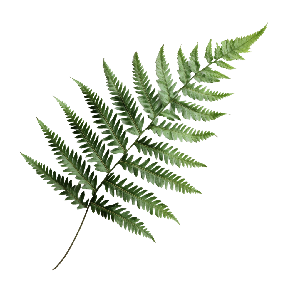 A vibrant green fern leaf positioned on a clean transparent background for natural botanical aesthetics, fern leaf on transparent background png
