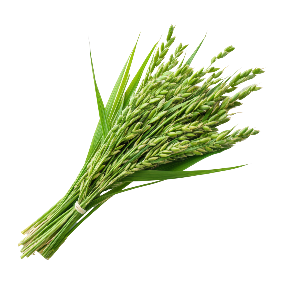 Freshly harvested paddy ears arranged artistically on a bright transparent background to highlight their vibrant green color, Fresh paddy on a transparent background png
