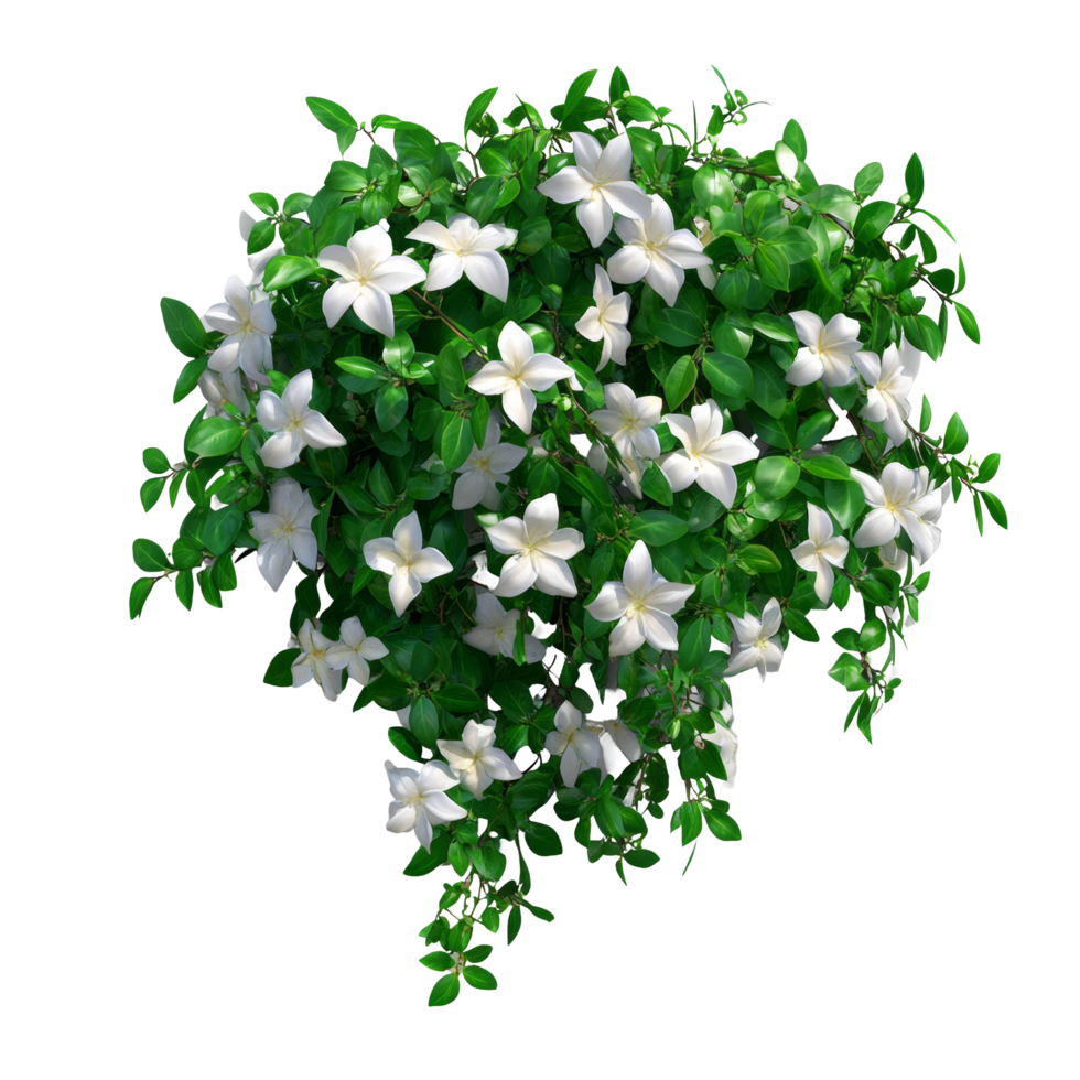 Lush bush of jasmine flowers with vibrant green leaves against a clean transparent backdrop, a bush of jasmine flowers, file of isolated object with shadow on transparent background png