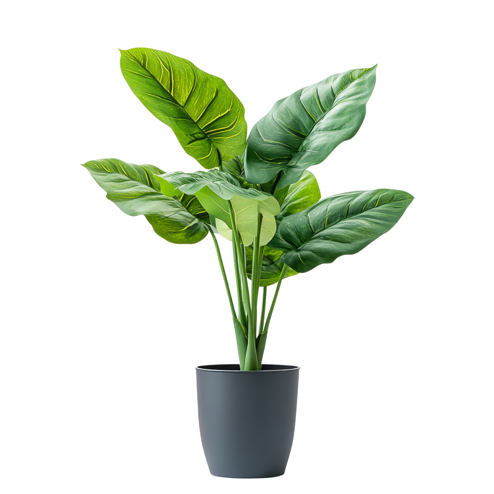 Elegant potted plant for stylish office decoration placed on a clean transparent background for a fresh look, potted plant for office decoration isolated on transparent png