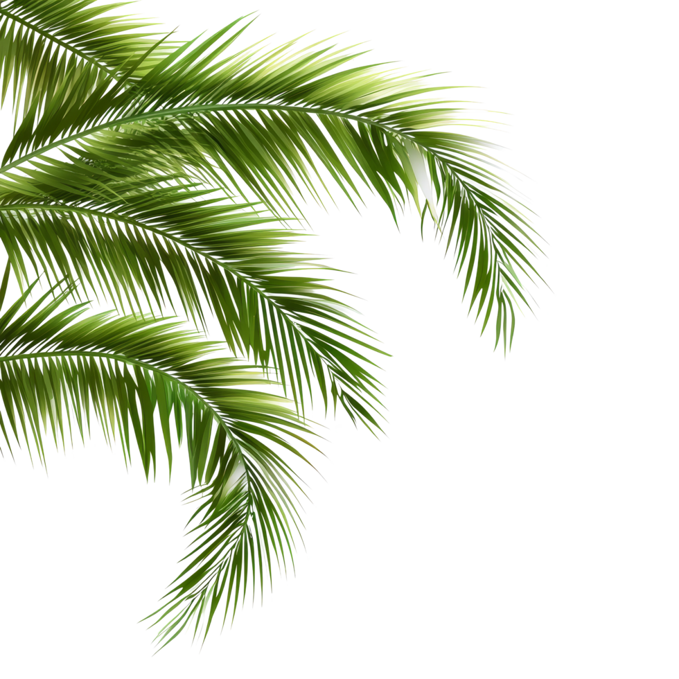 Isolated green palm tree leaves on a transparent background showcasing tropical beauty and natural elegance, leaves of palm tree isolated on transparent backgroundfile png