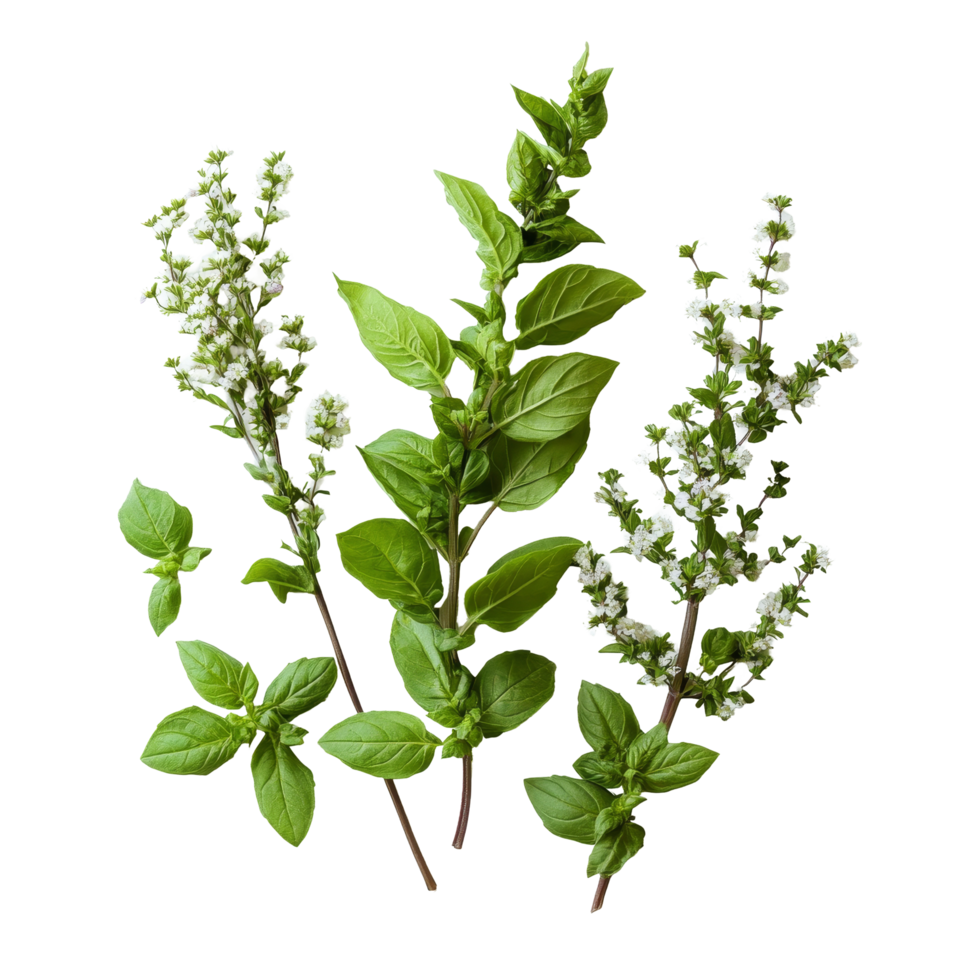 Fresh holy basil with green leaves and transparent flowers displayed on a clean transparent background, Holy basil on transparent background png