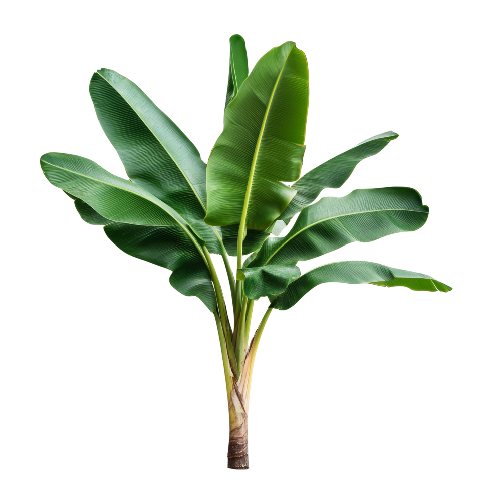 A vibrant banana tree with lush green leaves against a transparent background, Banana Tree on transparent background, real banana tree green leaf isolate die cut file png