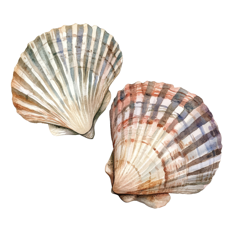 Elegant vintage watercolor depiction of two unique shells on a clean transparent background, Retro vintage two shells on transparent background png