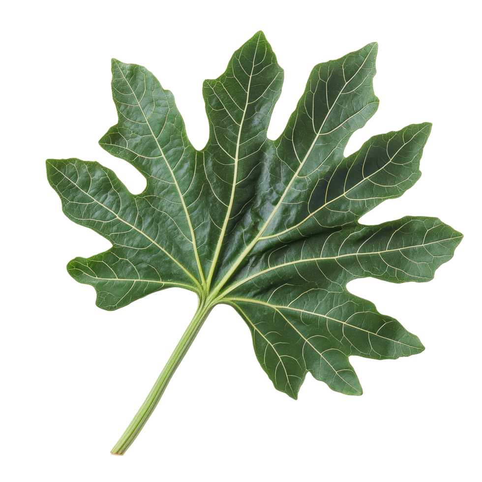 Green papaya plant leaf isolated on a transparent background showcasing its unique shape and texture in natural lighting, Green papaya plant leaf isolated on transparent background png