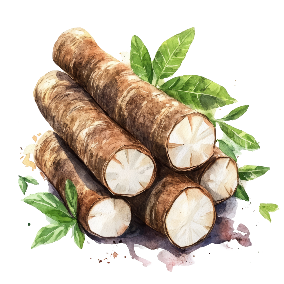 Freshly harvested cassava roots displayed against a clean transparent background in watercolor art, fresh organic cassava transparent background png
