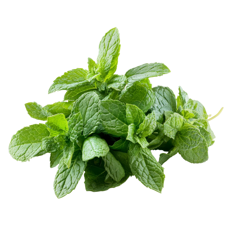 Fresh peppermint bunch isolated on a clean transparent background showcasing vibrant green leaves, Peppermint or mint bunch isolated on transparent background png