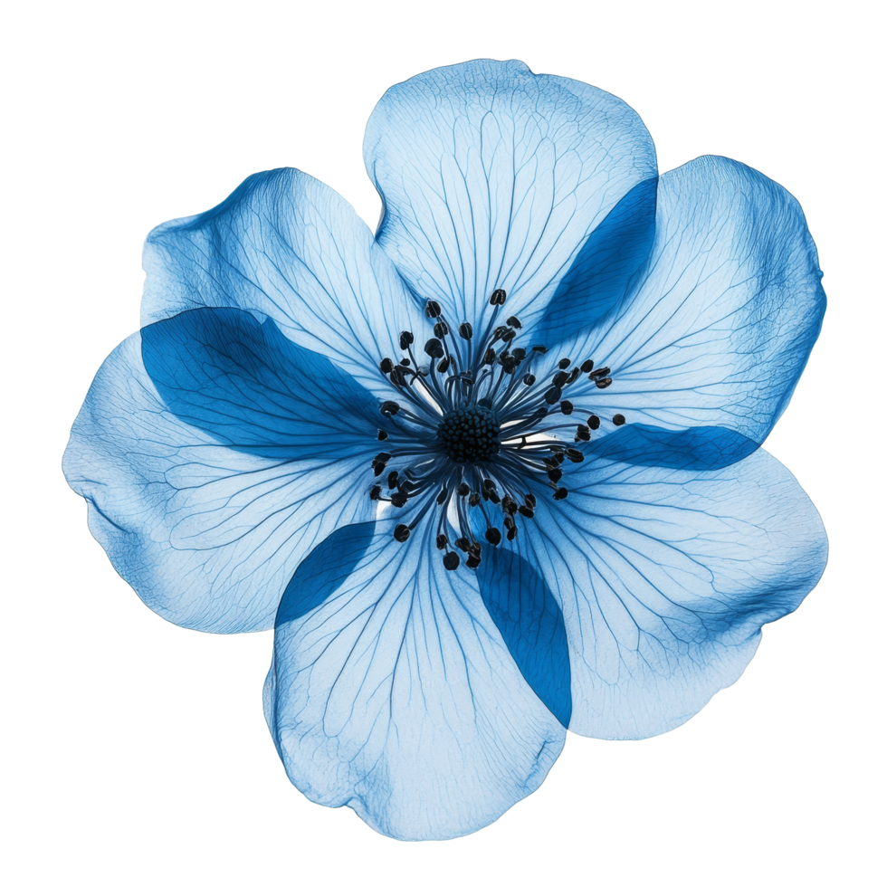 Delicate blue flower on transparent, highlighting natures intricate beauty, Mandarin fruit transparent isolated on trransparent png
