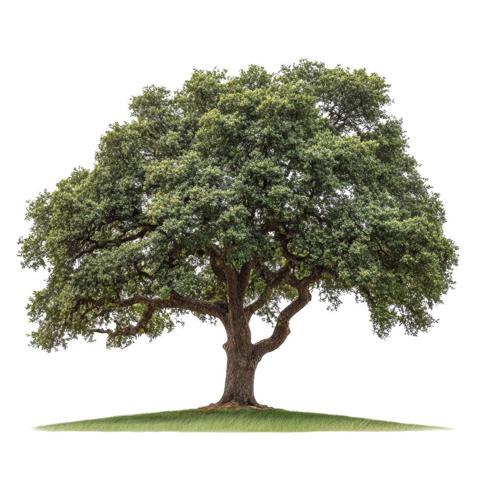 A solitary oak tree displays its lush green leaves and broad branches against a stark transparent backdrop, oak tree isolated on transparent background png