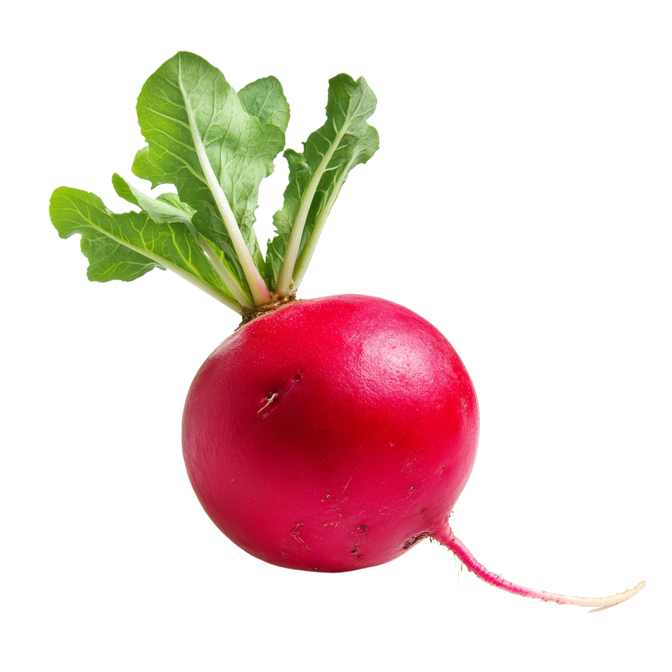 Fresh red radish with vibrant green leaves isolated on a clean transparent background for culinary uses and recipes, red radish isolated on transparent background png