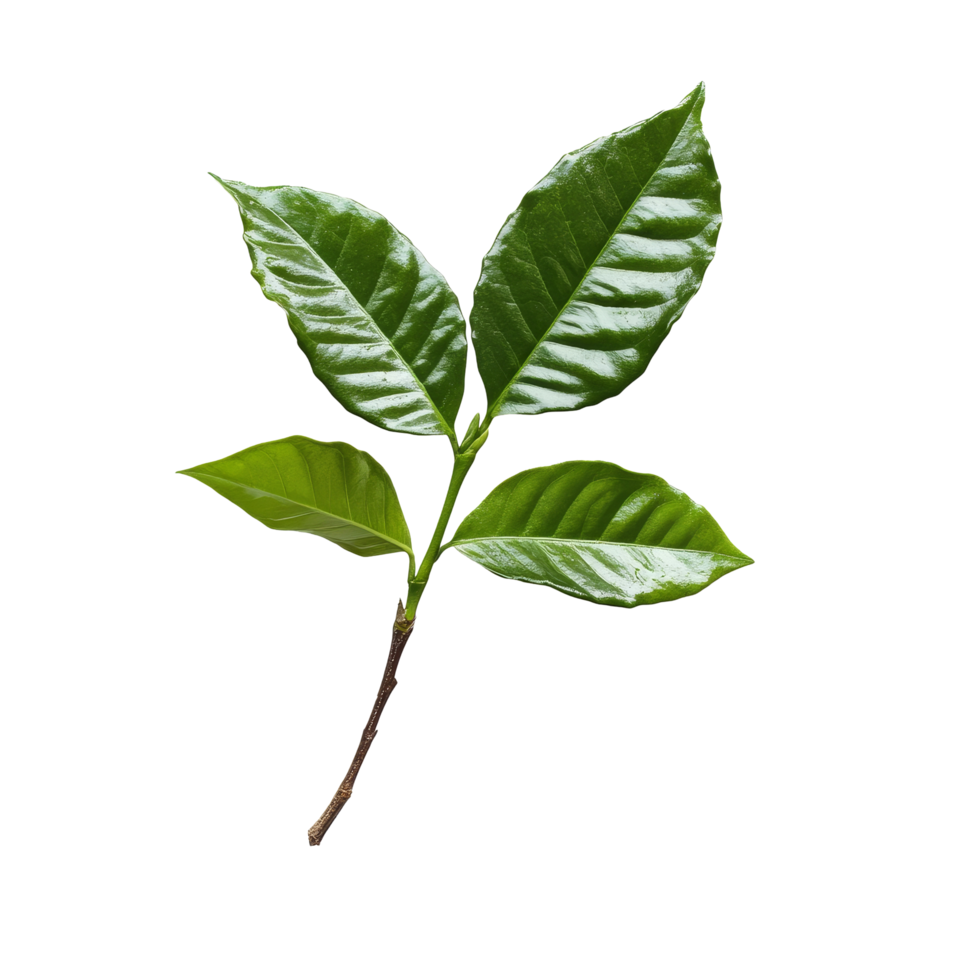 Coffee leaves isolated on transparent background showcasing their vibrant green colors and unique textures in a light setting, coffee leaves isolated on transparent background png