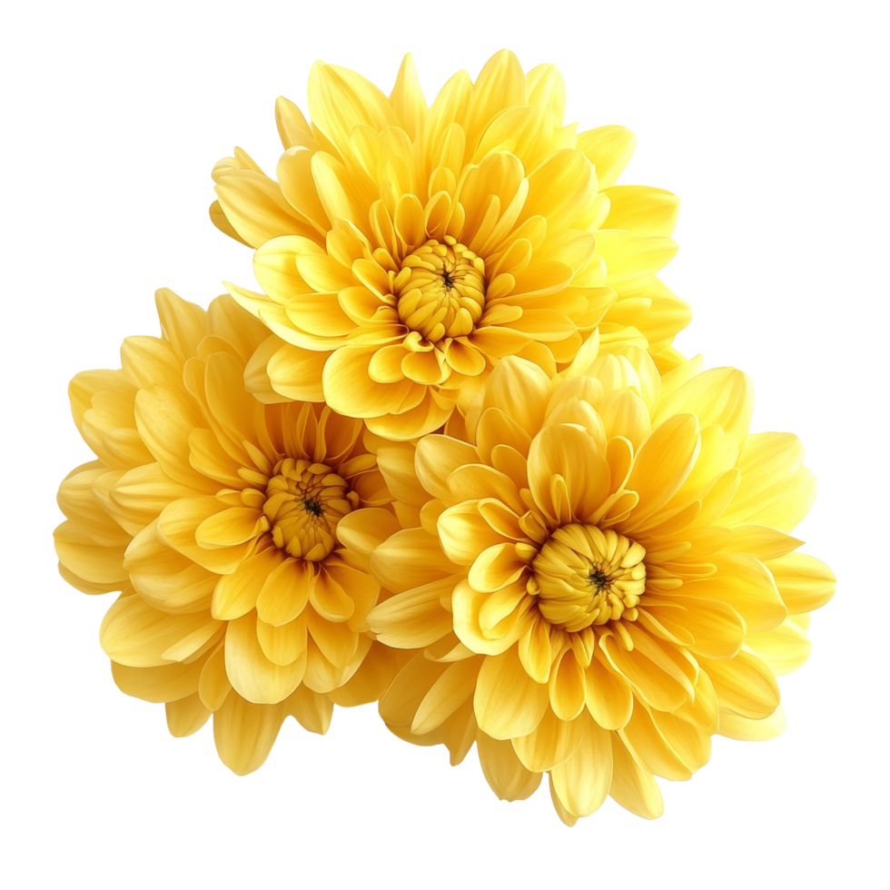 Bright yellow chrysanthemums blooming beautifully on a clean transparent background for visual elegance and freshness, yellowc hrysanthemums on transparent background png