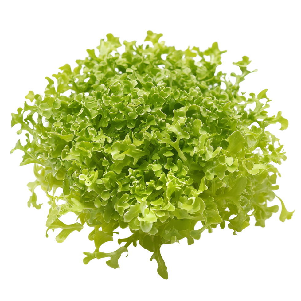 Fresh frisae lettuce against a pure transparent background highlighting its unique ruffled texture and vibrant color, Frisee transparent background png