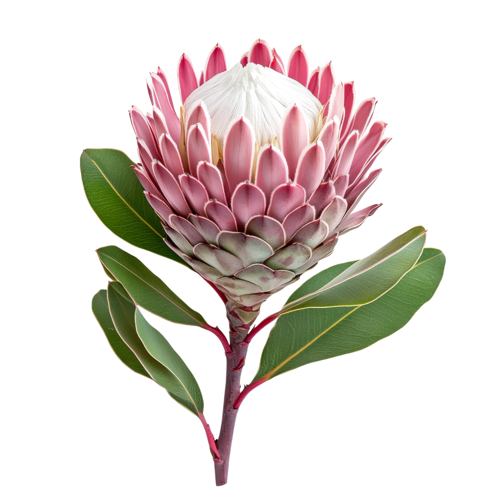 A vibrant protea flower isolated against a clean transparent background showcasing its stunning petals and green leaves, protea flower isolated on transparent background png