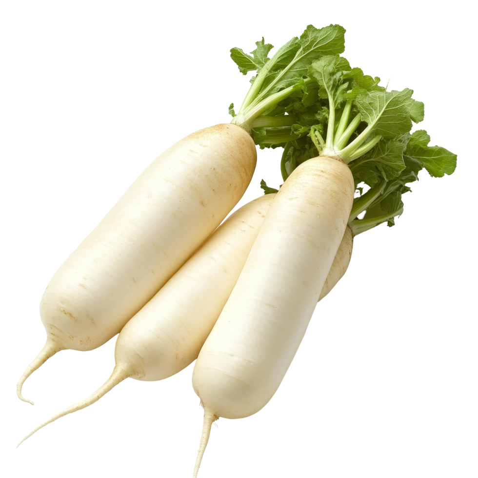 Fresh daikon radish with green tops, isolated on a transparent background, showcasing its smooth texture and vibrant green leaves, Daikon radish isolated on transparent background png